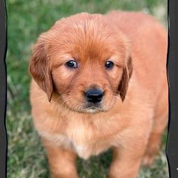 Spring (pink collar) - Dark golden female Golden Retriever puppy in Walla Walla, Washington from The Sayler Farm