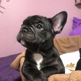 French Bulldogs from Twisted Oak Frenchies