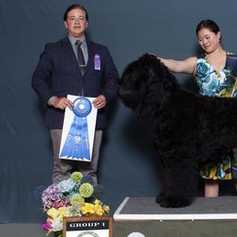 Black Russian Terriers from Naissur Kennel