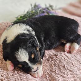 Reid - Black tri-color male Australian Shepherd puppy in Mountain Grove, Missouri from K Bar H Farms