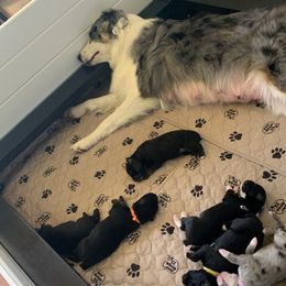 Australian Shepherd Puppies from Crown C Aussies