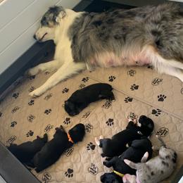 Australian Shepherd Puppies from Crown C Aussies