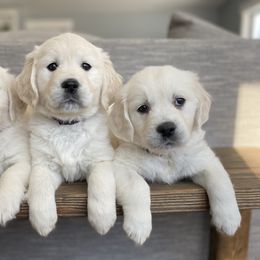 Golden Retriever Puppies from Dumaw Creeks Goldens