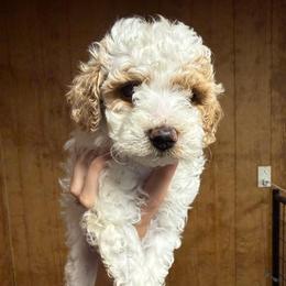 Liberty - Parti male Poodle puppy in Greensburg, Kentucky from Doodle Me Crazy