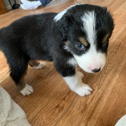 Australian Shepherd Puppies from Sunshine State Australian Shepherds
