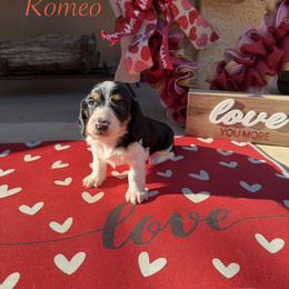 Boy 1 - Piebald male Dachshund puppy in Chandler, Arizona from KCK9 Dachshunds