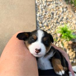 Chief - unfurnished (blue eye) - Tri-color male Bernedoodle puppy in Wamego, Kansas from Doodles of Oz