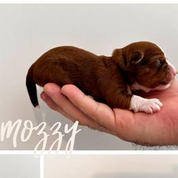 MOZZY - Red female Havanese puppy in Charlotte, North Carolina from HavaReese Havanese