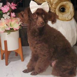 Margarita - Poodle
