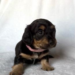 Candy (light pink) - Black and tan female Dachshund puppy in Paoli, Oklahoma from Dobbins Dachshunds