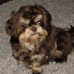 Gretchen - Shih Tzu