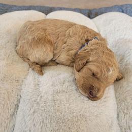 Henry (Dark Blue Collar) - Apricot male Goldendoodle puppy in Lincoln, California from Lincoln Goldendoodles