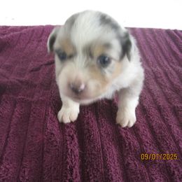 Boy 1 - Blue merle male Australian Shepherd puppy in Cynthiana, Kentucky from Mike's Mini Australian Pups