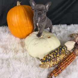 Sweetie - Blue female French Bulldog puppy in Manchester, Iowa from Stogdill's Baby Bullies