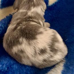 Dachshund Puppies from Meldox