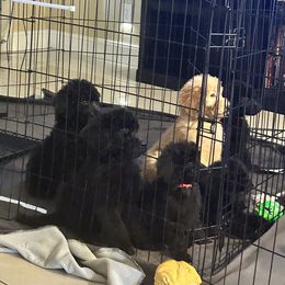 Poodle Puppies from Arindayle Standard Poodles