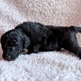 Mochi - Silver male Poodle puppy in Marsing, Idaho from Araceli Toy Poodles