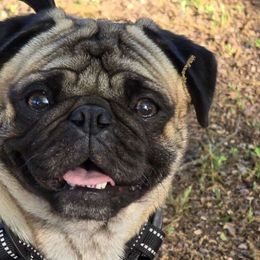 Big Pappa - Pug