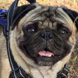 Big Pappa - Pug
