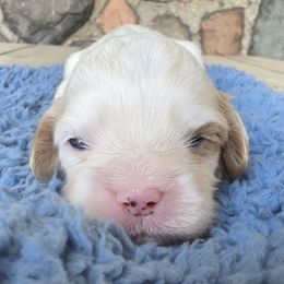 Fin - White male Cavapoo puppy in Camden, Michigan from FurEver Friends Finder