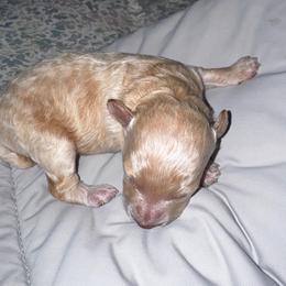 Macadamia nut - Cream female Poodle puppy in Tempe, Arizona from Teacups & Toys