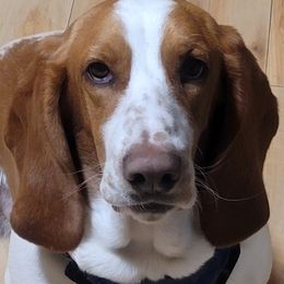 Rhett - Basset Hound