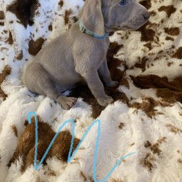 Weimaraner Puppies from Golden Hill’s Weimaraner’s
