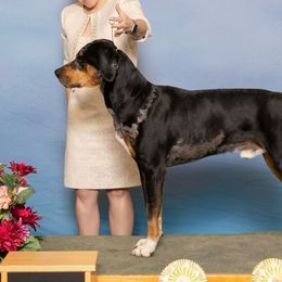 Catahoula Leopard Dogs from Maynard Catahoulas