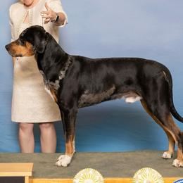 Catahoula Leopard Dogs from Maynard Catahoulas