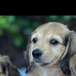 Dachshund Puppies from Channelledox