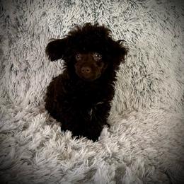 Tiny Elijah - Brown male Poodle puppy in Newcomerstown, Ohio from Sheri’s Lil Angel’s