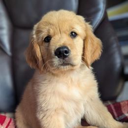 Pink Girl - Golden female Golden Retriever puppy in Troy, Texas from R&R Goldens