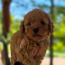 Muskateer Grey - Red female Cavapoo puppy in Lincolnton, North Carolina from Cuddable Pups