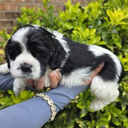 BOY GREEN - Black and white male Cocker Spaniel puppy in Longview, Texas from Allison Cocker Spaniel Pup's