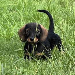 Dachshund and Doberman Pinscher Puppies from Notori Dobermans