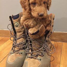 Goldendoodle Puppies from Heartshine Doodles