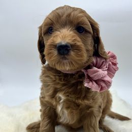 Meadow - Red  female Goldendoodle puppy in Travelers Rest, South Carolina from Bailey Mountain Doodles
