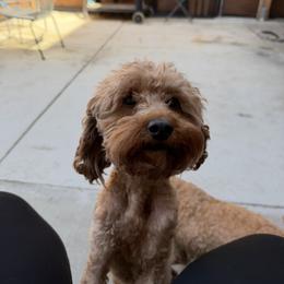 Roxy - Poodle