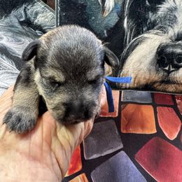 Rifle - Salt and pepper male Miniature Schnauzer puppy in Comanche, Texas from Circle R