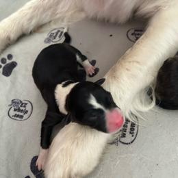 Pickle - Black and white female Border Collie puppy in Franklin, Maine from Broad Meadow Borders