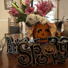 Golden Retriever Puppies from Tupelo Honey Farm's Golden Retrievers