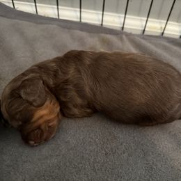 Boy 1 - Chocolate and tan male Dachshund puppy in New Jersey from Bergamo’s  Dachshunds