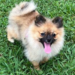 Morgan - Pomeranian