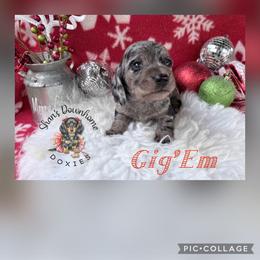 Gig'Em - Dapple male Dachshund puppy in Hockley, Texas from Shans Down Home Doxies
