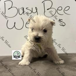 Valentine's Ready Green. - White male West Highland White Terrier puppy in Colorado from Busy Bee Westies