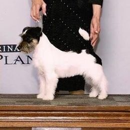 Atlantis - Russell Terrier