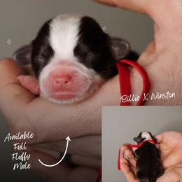 Toby - Black and tan male Pembroke Welsh Corgi puppy in South Otselic, New York from Ridge Top Corgis