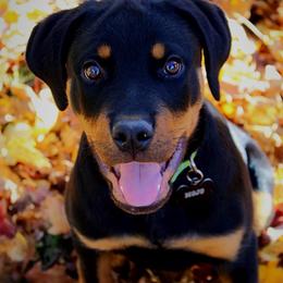 Rottweiler Puppies from Gregory Mulkeys Rottweilers