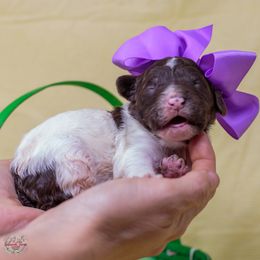 Siren - Valaurah's You Belong to Me - Parti Poodle puppy in Eugene, Oregon from Valaurah Farms