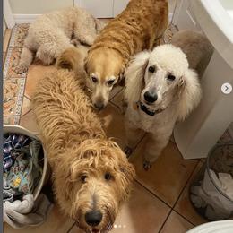 Goldendoodles from Smartdoodlepuppies